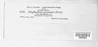 Phyllachora graminis image